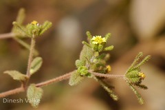 Sigesbeckia orientalis